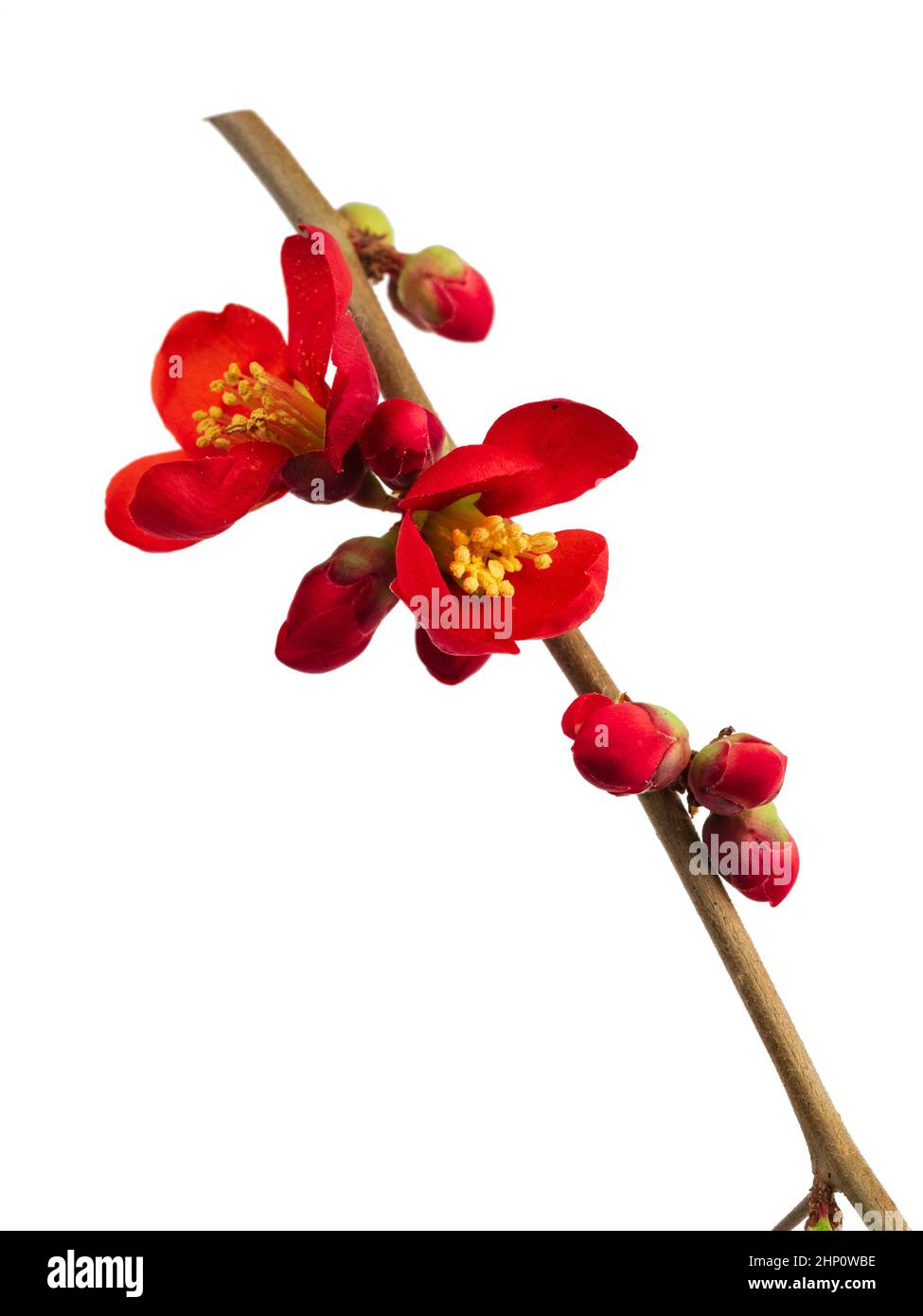 Red flowers and buds of the early spring flowering hardy shrub, Chaenomeles superba 'Crimson and Gold' on a white background Stock Photo