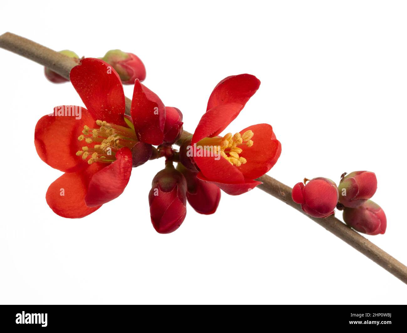Red flowers and buds of the early spring flowering hardy shrub, Chaenomeles superba 'Crimson and Gold' on a white background Stock Photo