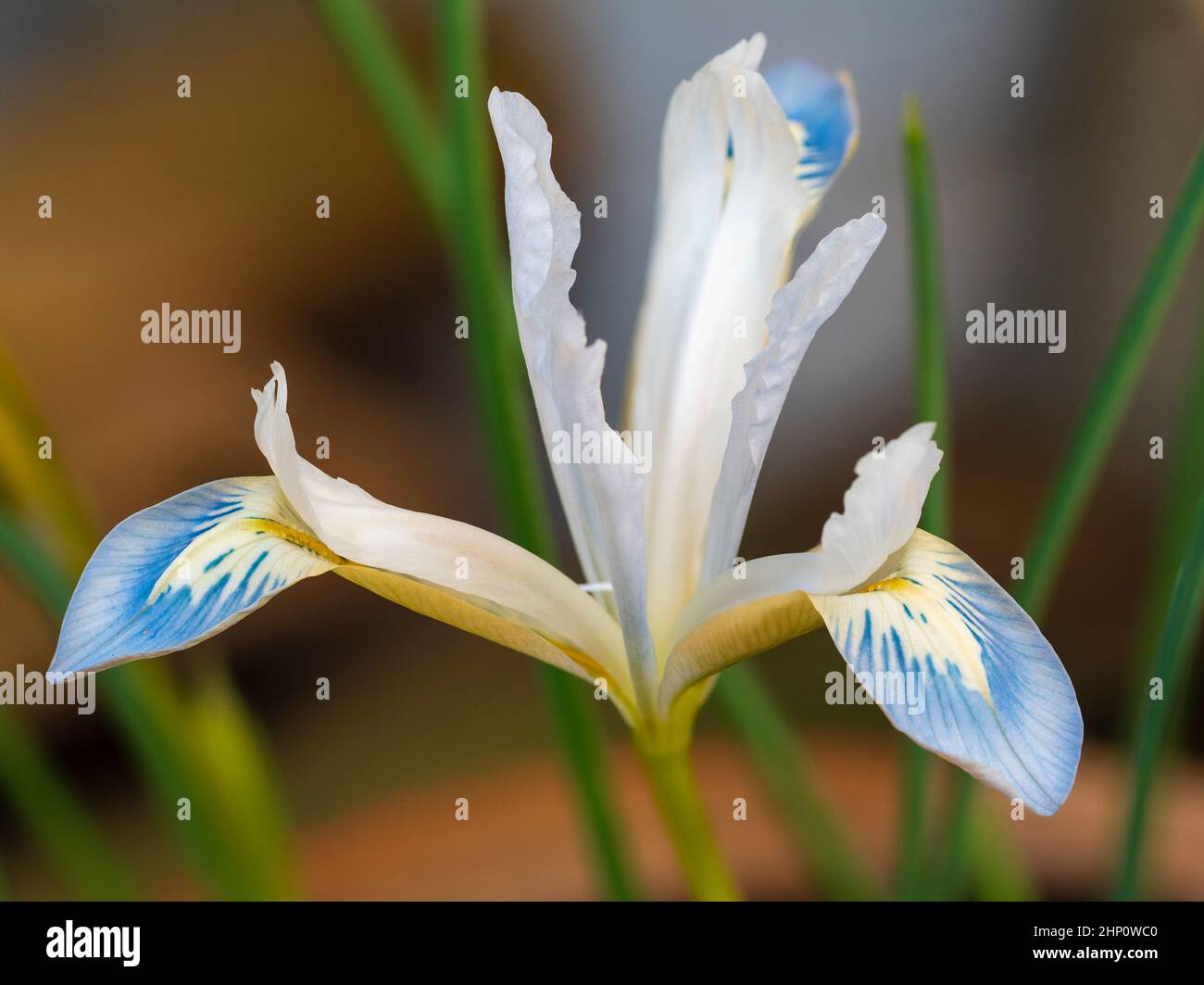 Iris reticulata frozen planet hi-res stock photography and images