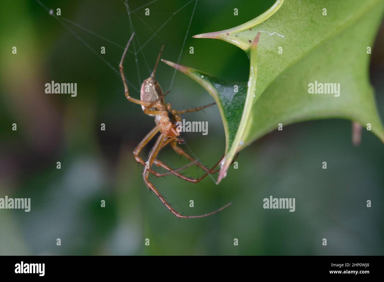 Lesser Garden spider (Meta (metallina) segmentata) [aka Autumn spider ...