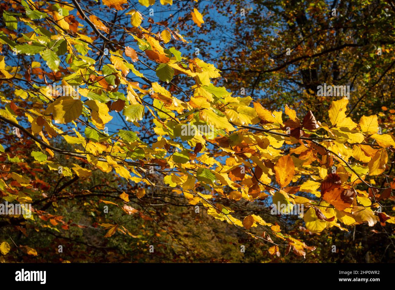 View towards the sky through the autumn canopy of a large tree. Stock Photo