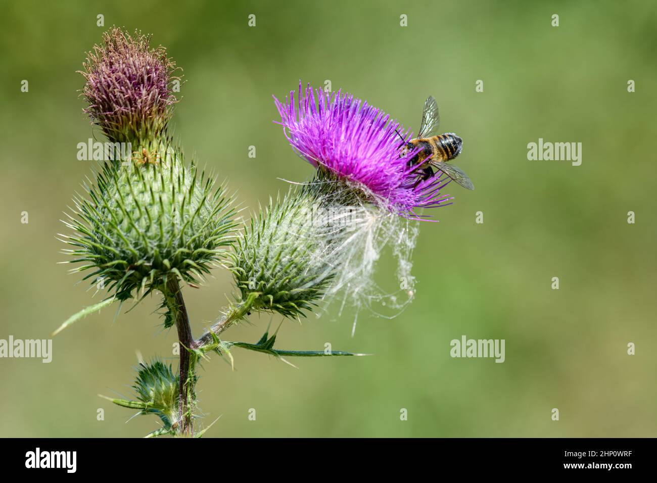 A busy little bee is looking for some nectar from a thistle blossom. Stock Photo