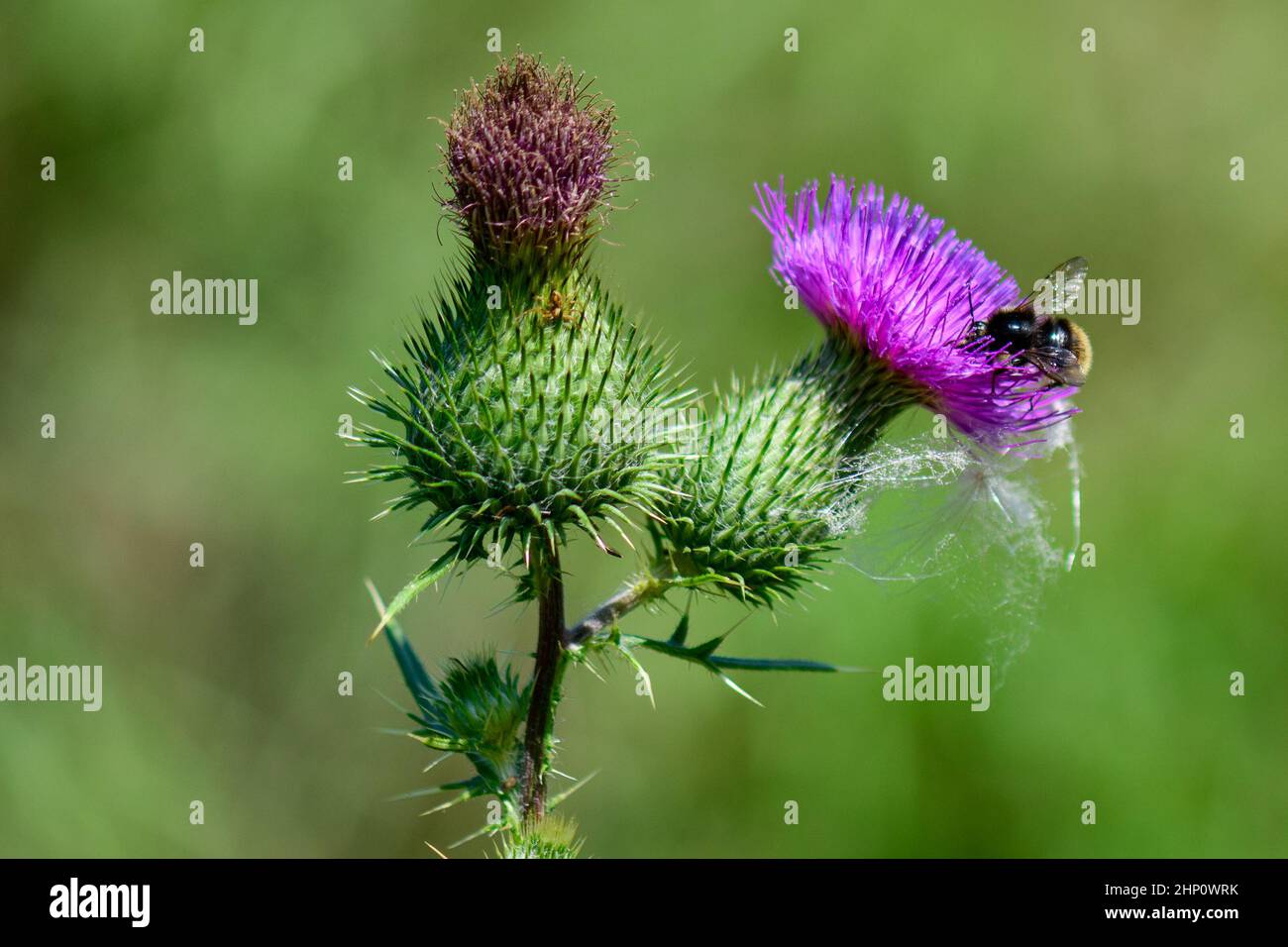A busy little bee is looking for some nectar from a thistle blossom. Stock Photo