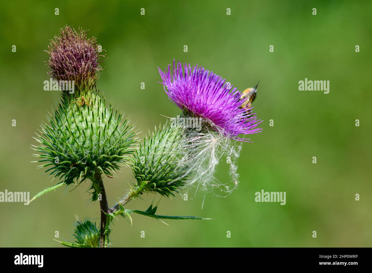 A busy little bee is looking for some nectar from a thistle blossom. Stock Photo