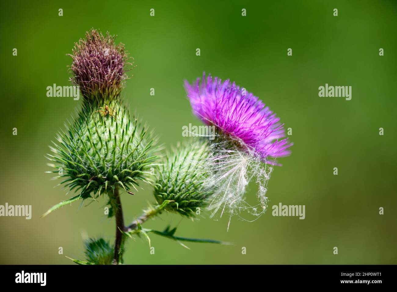 A busy little bee is looking for some nectar from a thistle blossom. Stock Photo