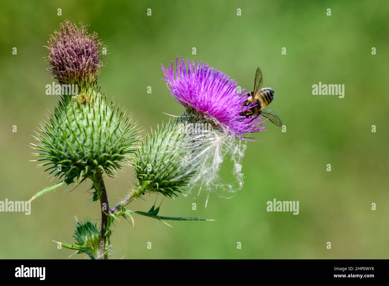 A busy little bee is looking for some nectar from a thistle blossom. Stock Photo