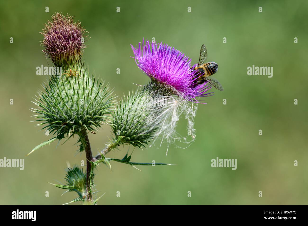 A busy little bee is looking for some nectar from a thistle blossom. Stock Photo