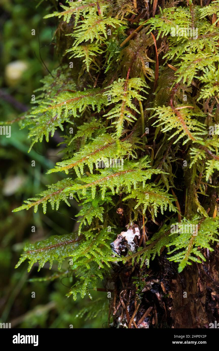 Common Tamarisk-moss (Thuidium tamariscinum) Stock Photo