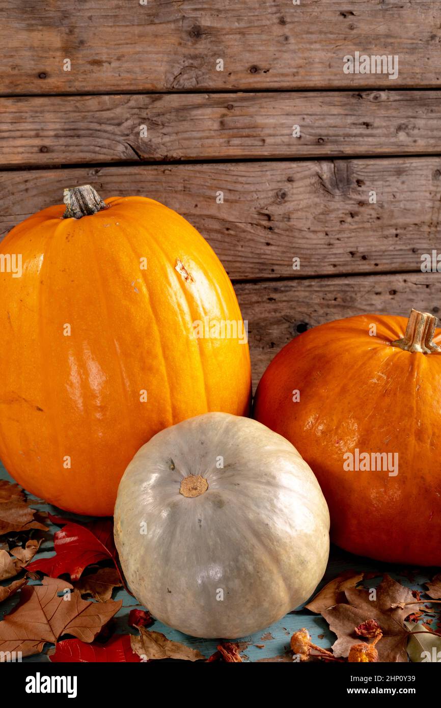 Pumpkins composition hi-res stock photography and images - Alamy