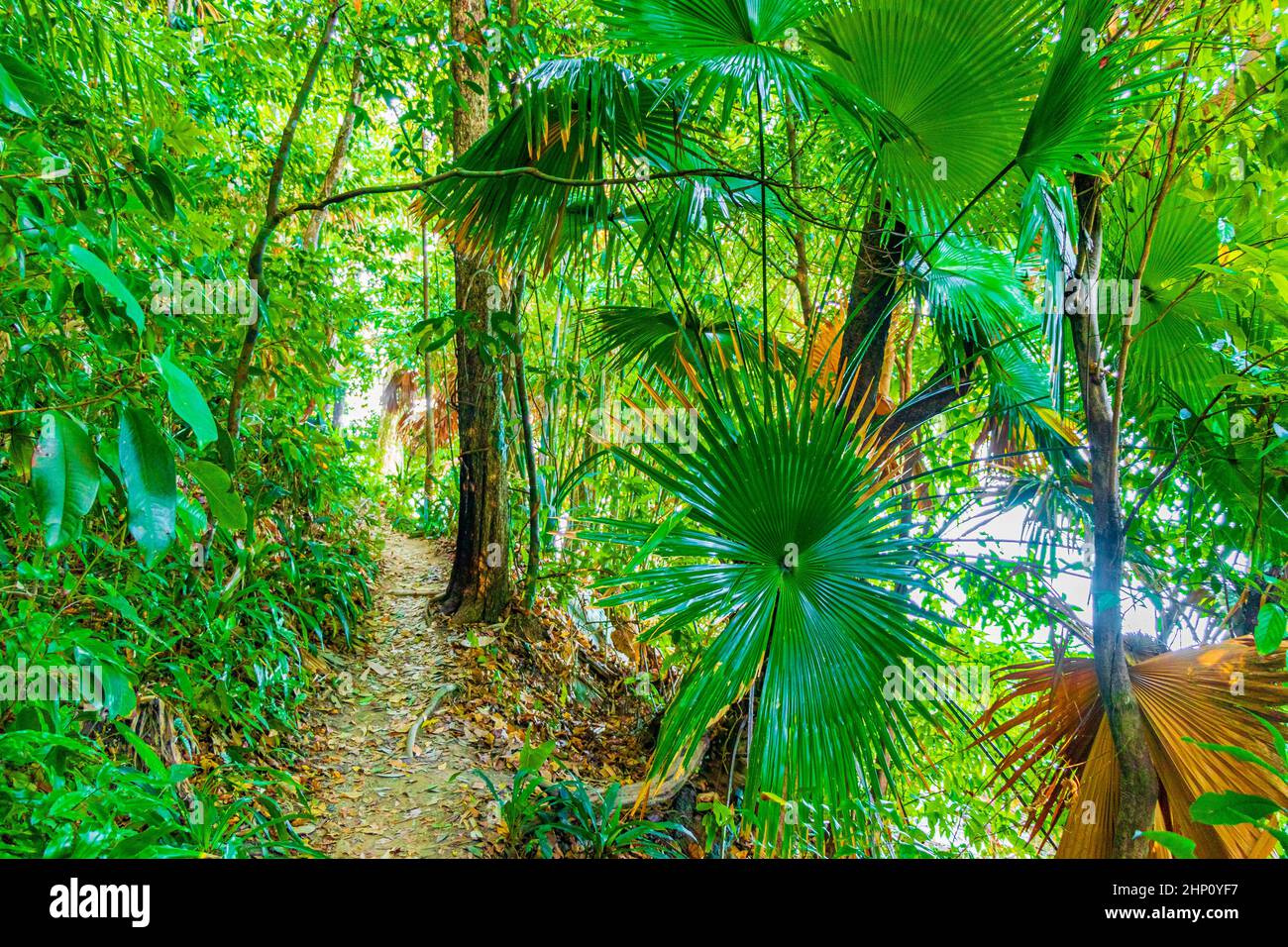 Tropical jungle forest with palm trees hiking nature trail and path in ...