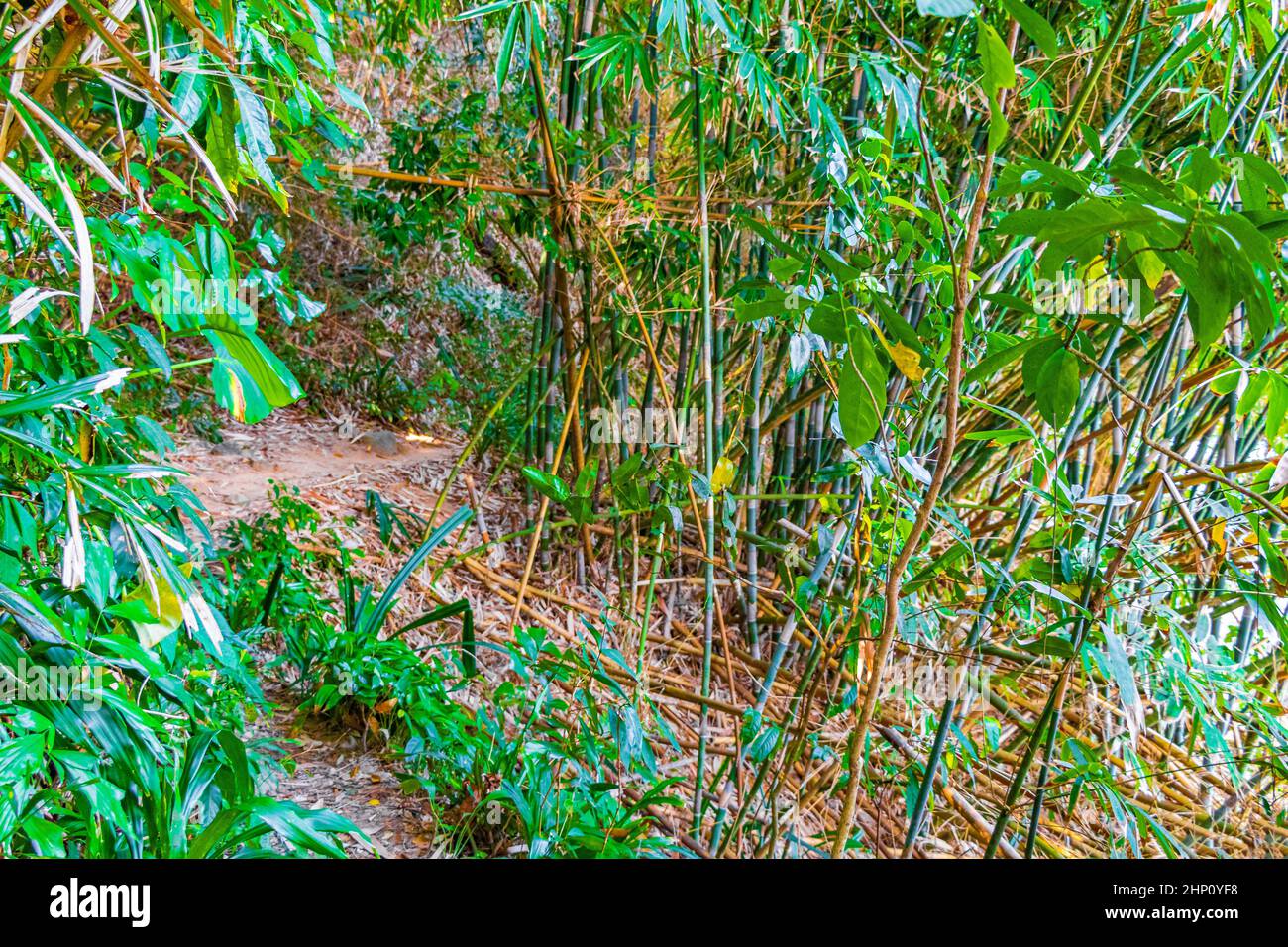 Tropical jungle forest with palm trees hiking nature trail and path in ...