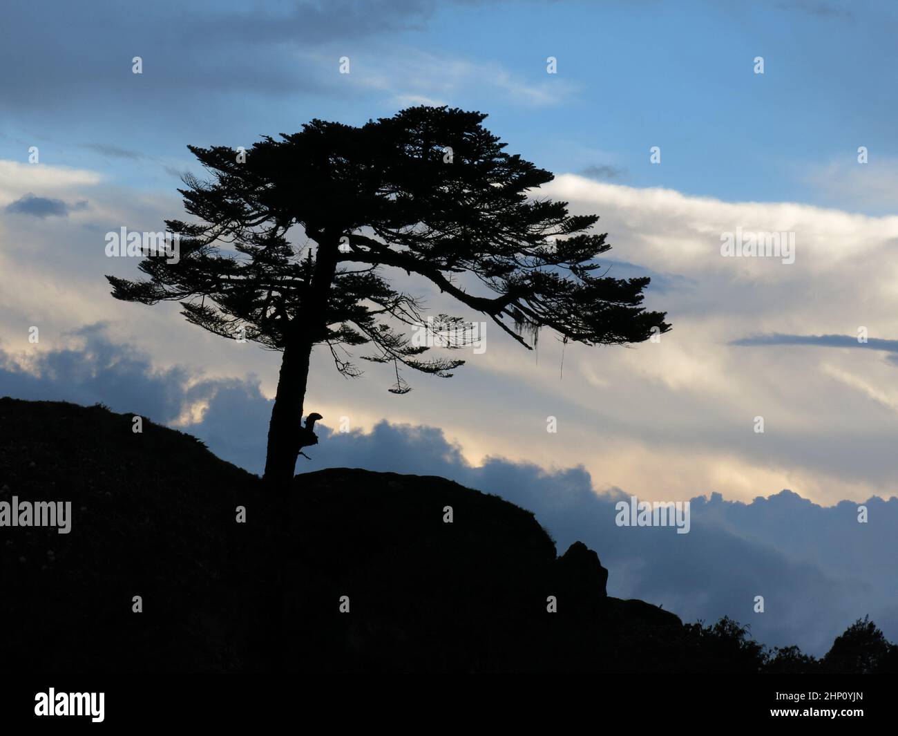 Wind blown silhouette of tree hi-res stock photography and images - Alamy