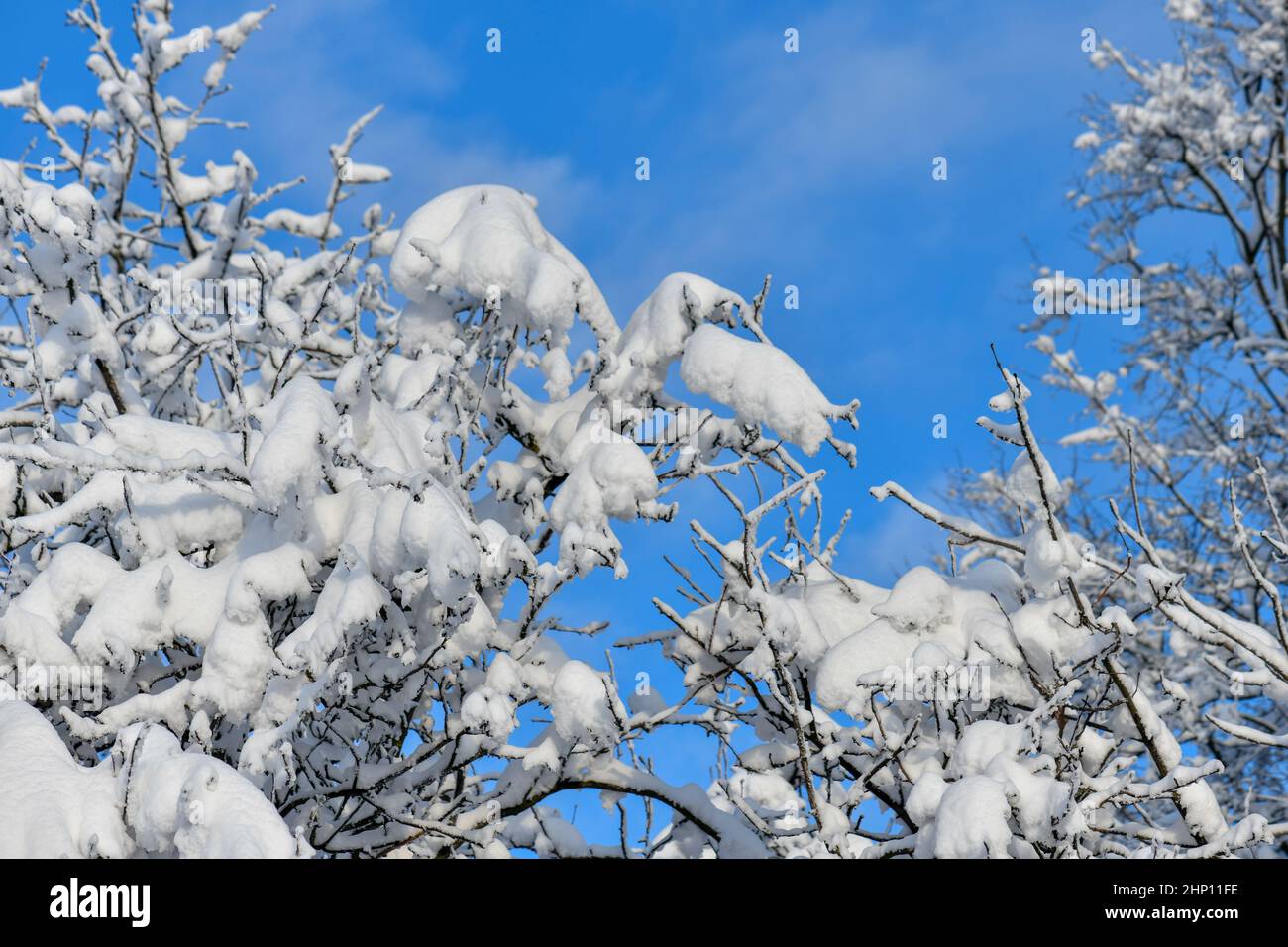 Freshly snow covered branches hi-res stock photography and images - Alamy
