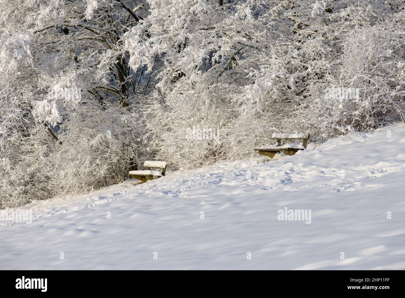 Two park benches at the edge of the forest with a thick blanket of snow. Stock Photo