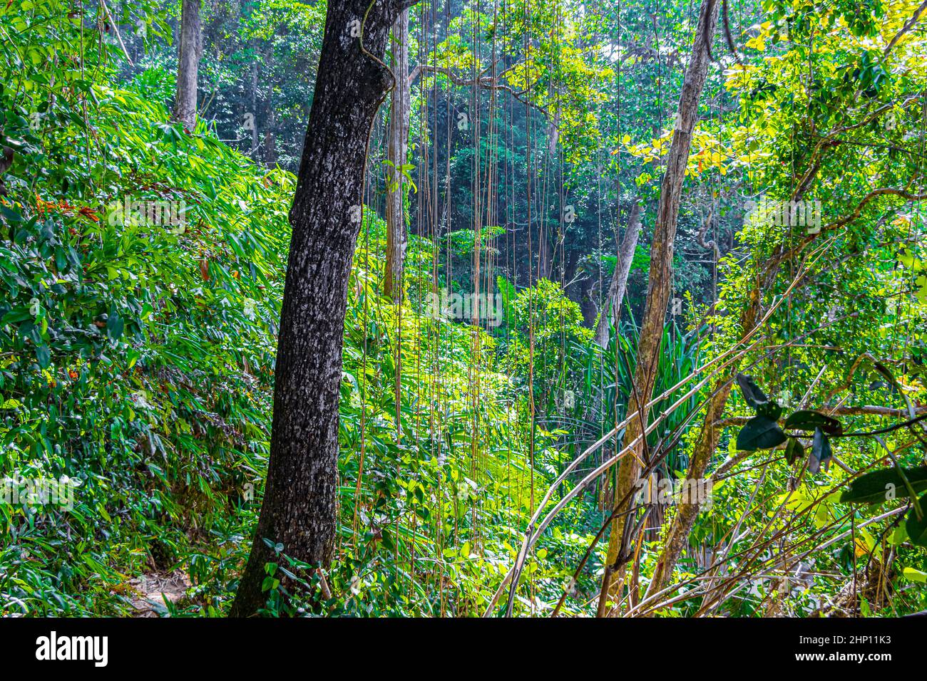 Trees and plants in the tropical jungle forest with roots leafs palm