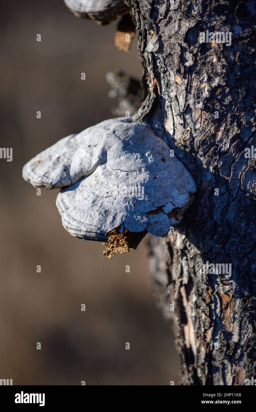 A large white fire sponge grows on an old tree trunk. Stock Photo