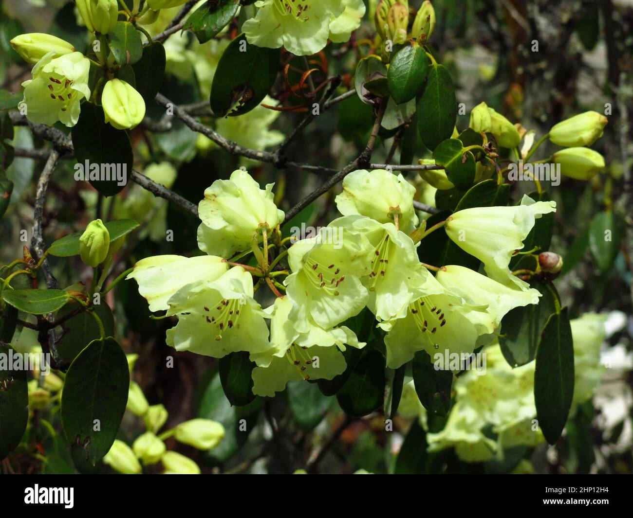 Yellowstone Rhododendron Yellow flowering rhododendron seen in Nepal Stock Photo - Alamy
