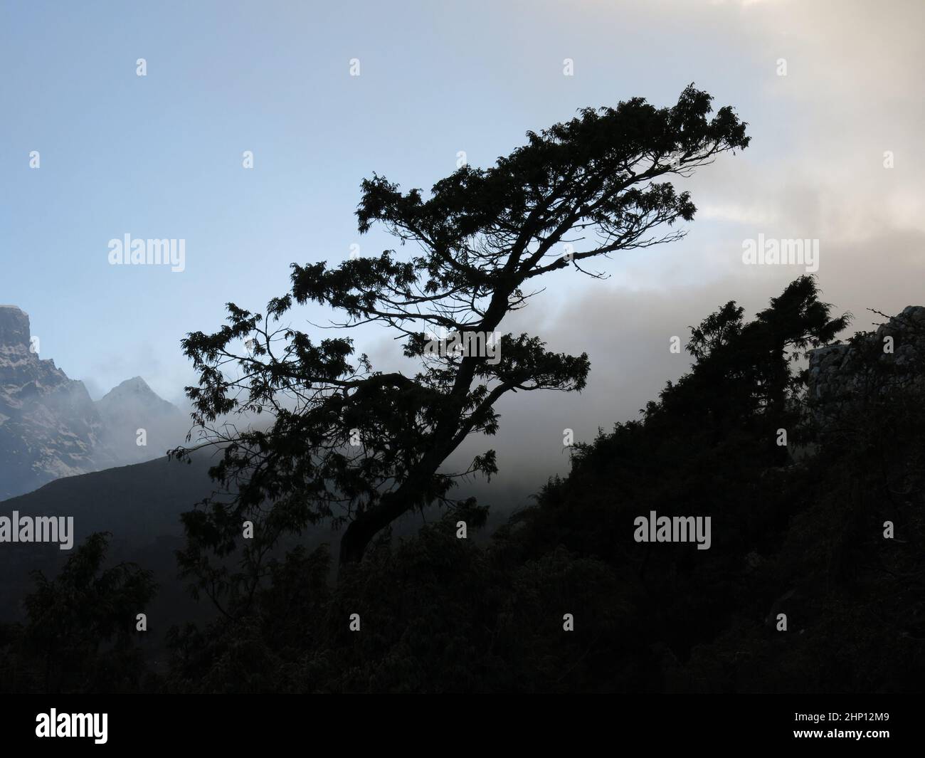 Wind blown silhouette of tree hi-res stock photography and images - Alamy