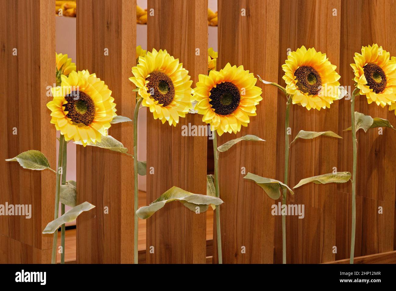Sunflowers wooden fence hi-res stock photography and images - Alamy