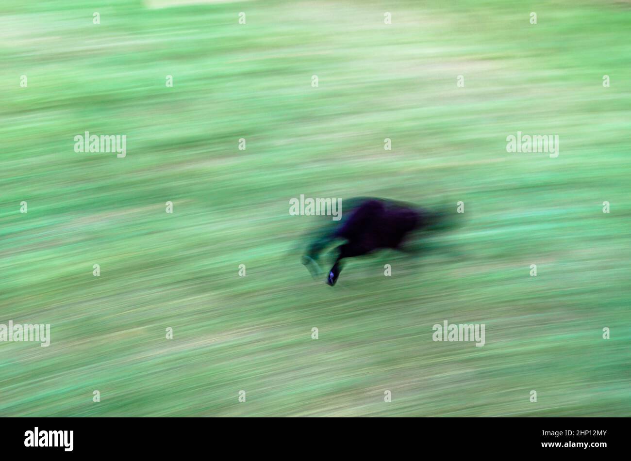 Black cat running in the yard, movement effect Stock Photo Alamy
