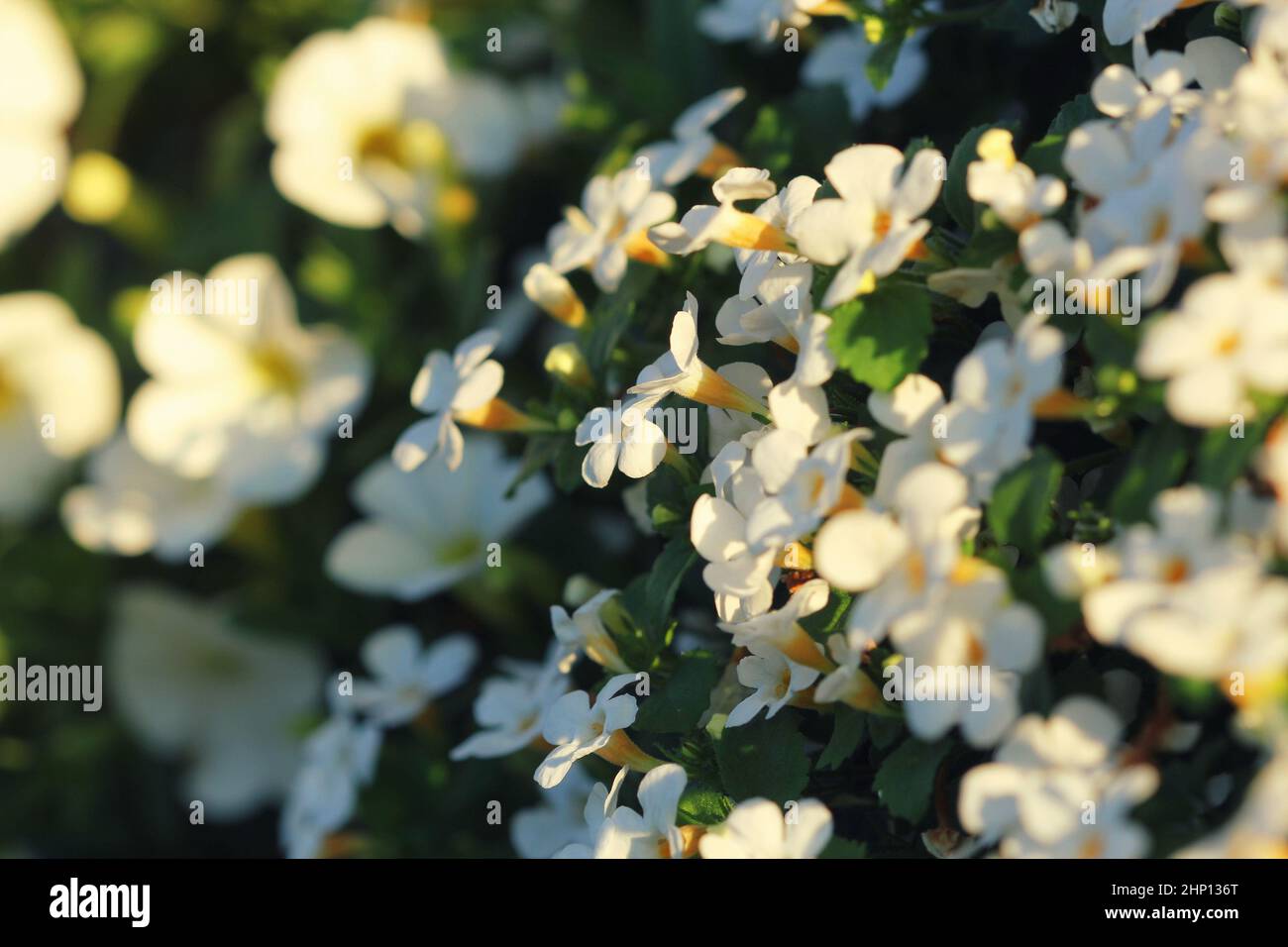 Bacopa monnieri, herb Bacopa is a medicinal herb used in Ayurveda, also known as 'Brahmi', a herbal memory Stock Photo