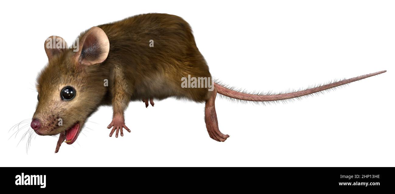 3D rendering of a little house mouse isolated on white background Stock