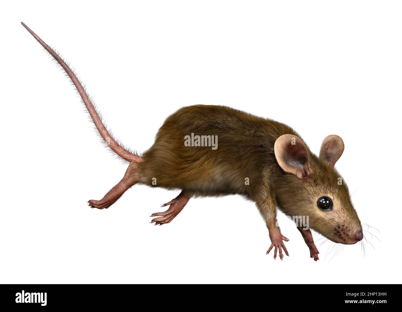 3D rendering of a little house mouse isolated on white background Stock
