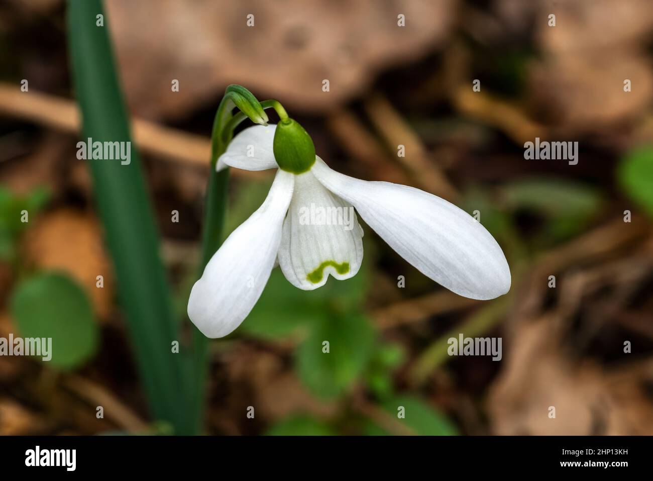 Galanthus 'Brenda Troyle' (snowdrop) a spring winter bulbous flowering plant with a white green springtime flower in January, stock photo image Stock Photo