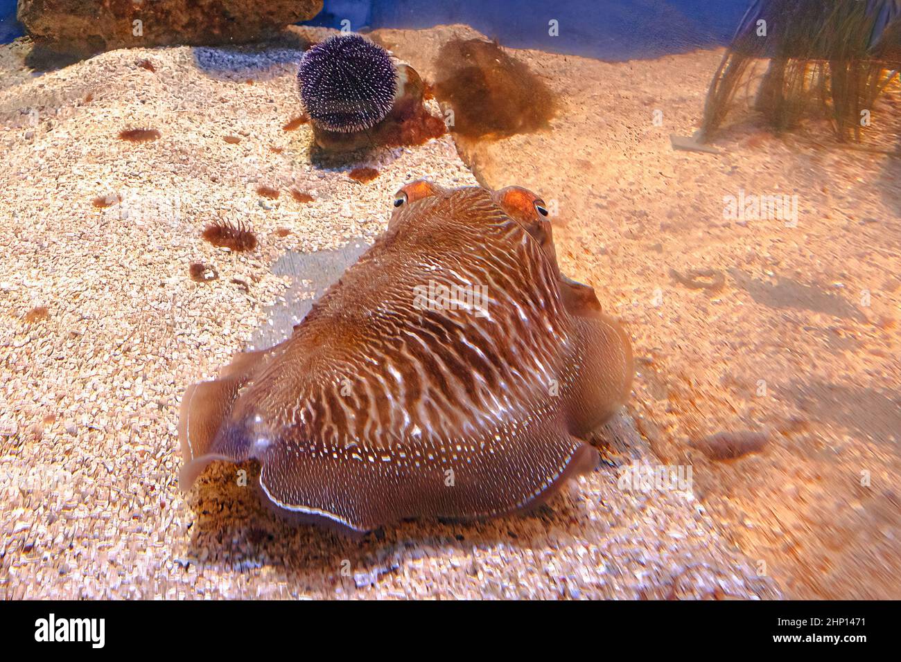 Sepia officinalis species living in the Mediterranean Sea, North Sea, and Baltic Sea or South Africa. Front view of a Common cuttlefish in an aquarium Stock Photo