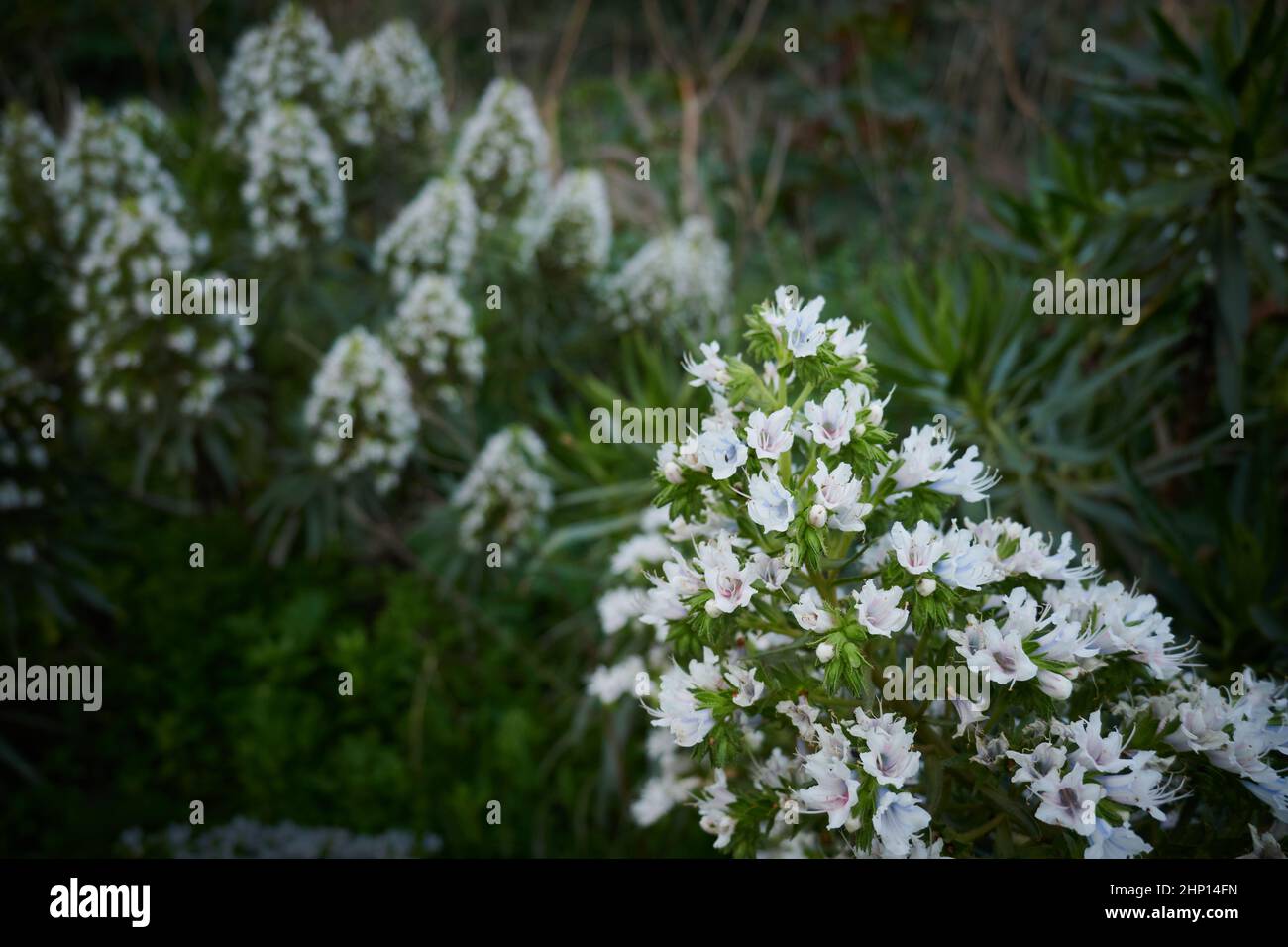 Closeup of a Rhododendron tomentosum Stock Photo Alamy