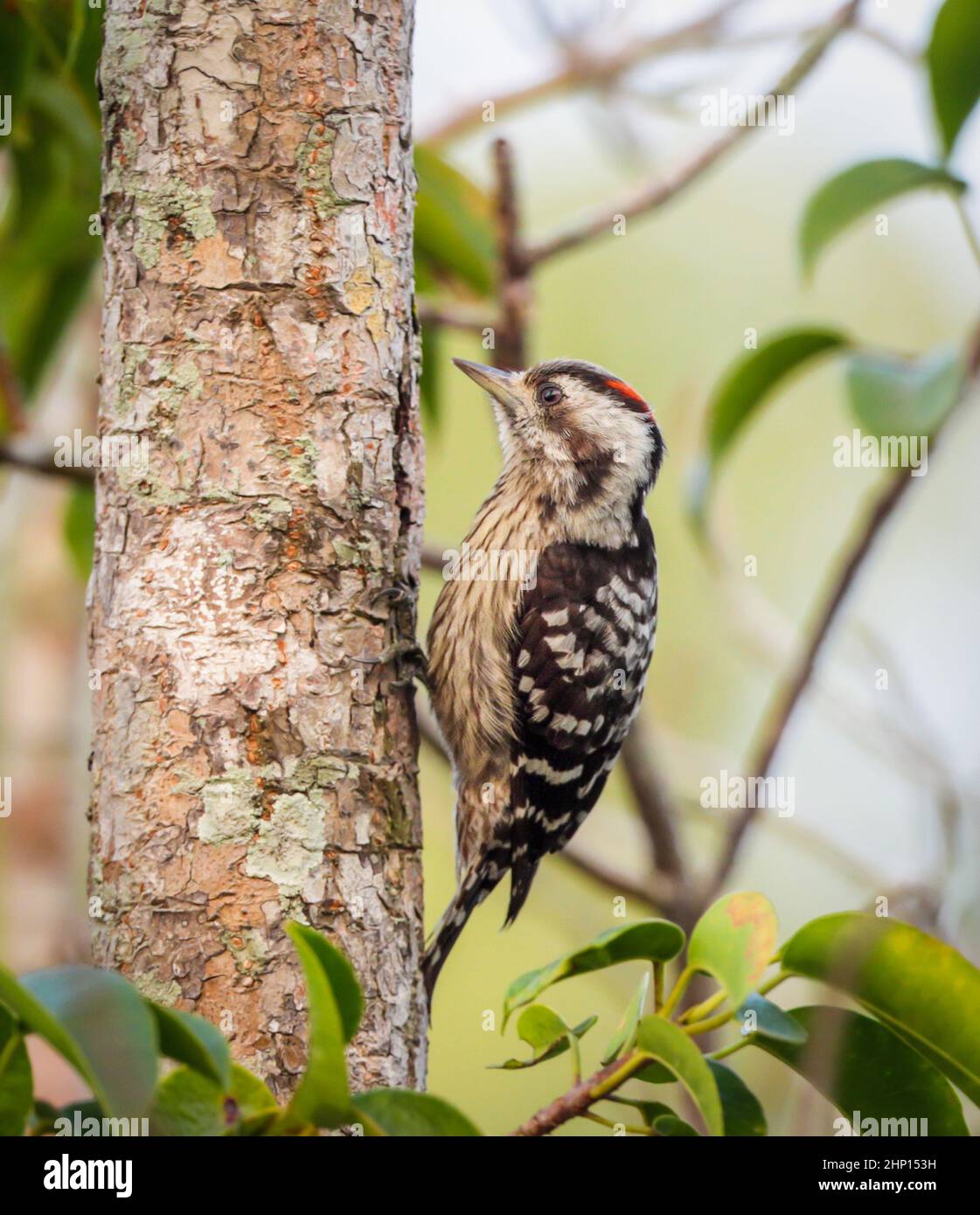 Grey-capped pygmy woodpecker is an Asian bird species of the woodpecker family. This photo was taken from Sundarban,Bangladesh. Stock Photo