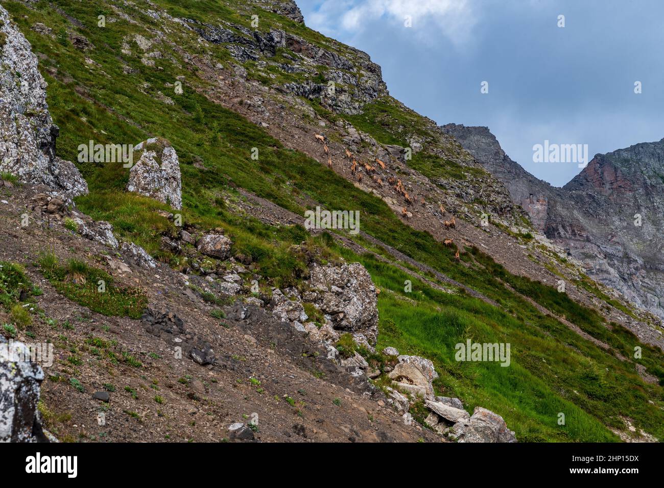 Herd of chamois on steep mountain sloupe covered by grass, debris and few stones bellow Col di Lana mountain peak summit in the Dolomites Stock Photo