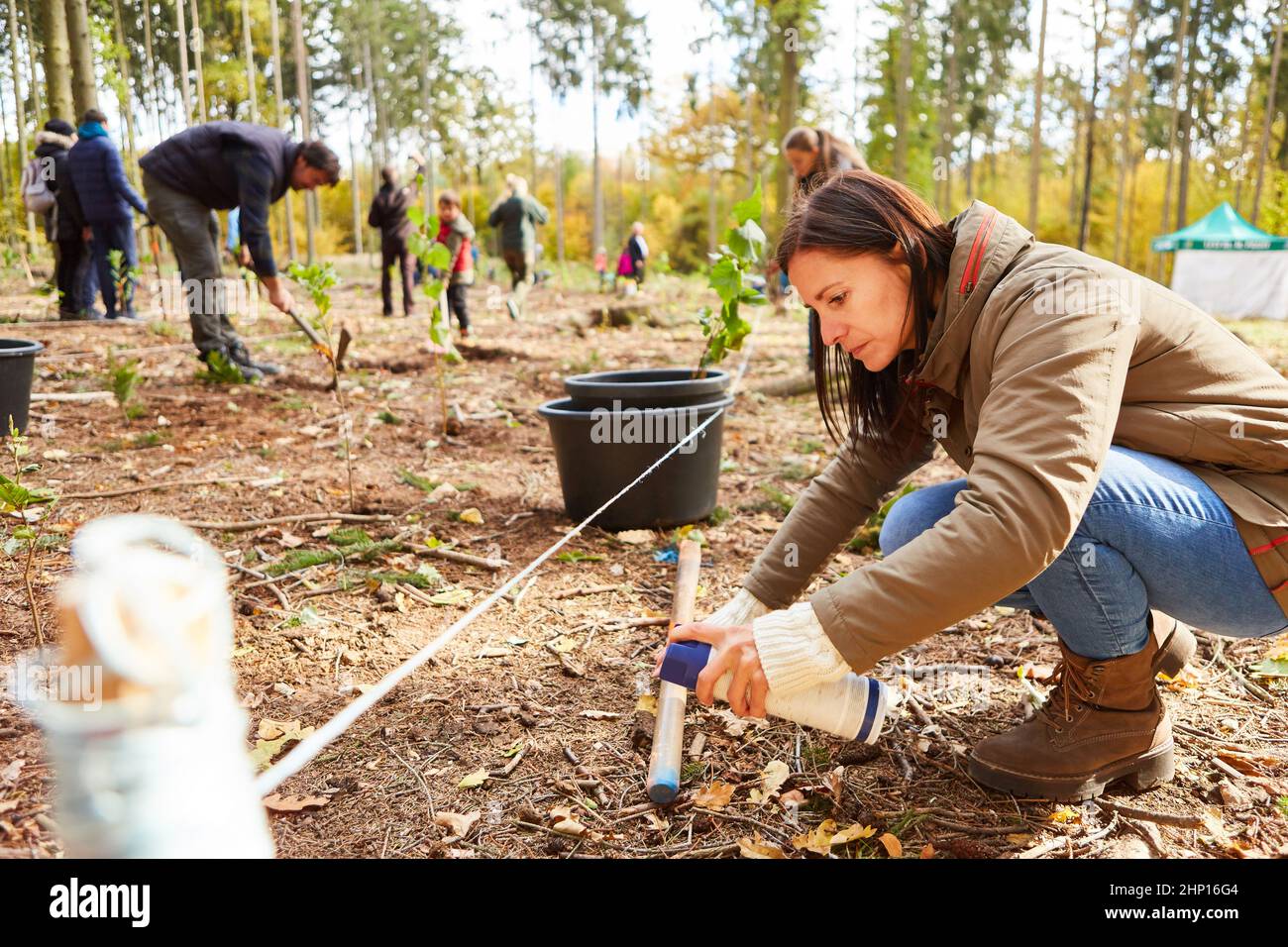 Woman marks a tree pole with a spray can in preparation for reforestation in the forest Stock Photo
