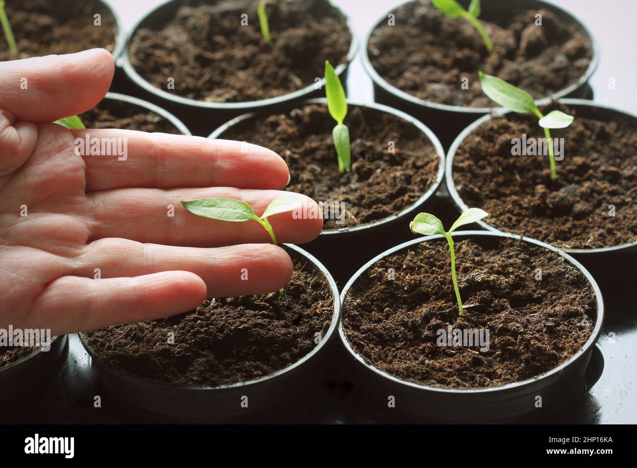 Female hand hold a young seedling of pepper. Young paprika seedling