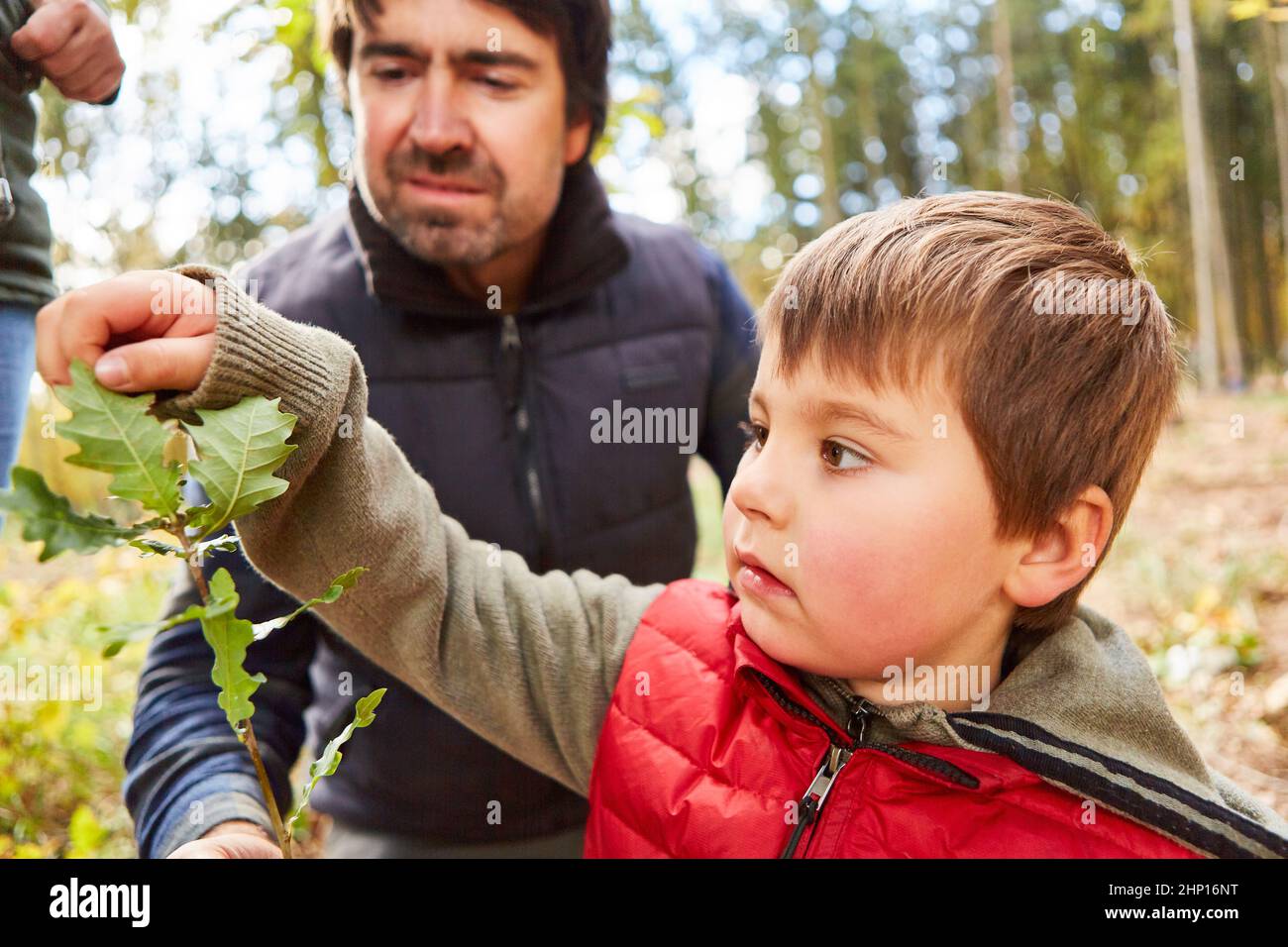 Forest daycare child touches the leaf of an oak tree during tree science lessons as forest education Stock Photo