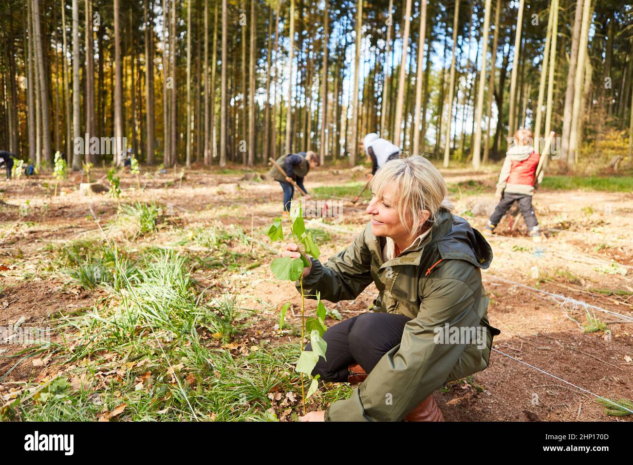 Woman plants a tree together with volunteers in the forest as an
