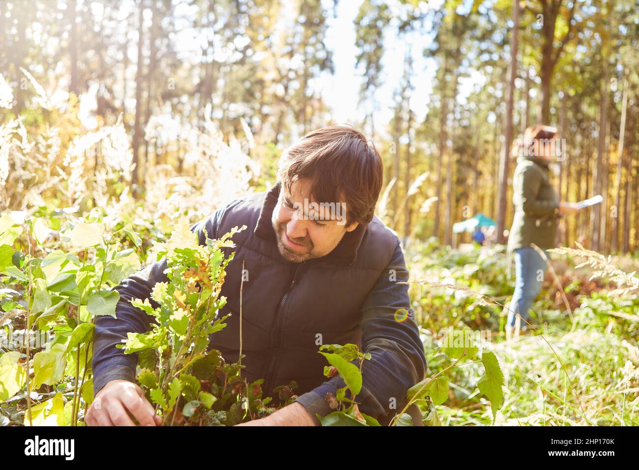 Forester or conservationist plants an oak tree in the forest for sustainability and climate protection Stock Photo