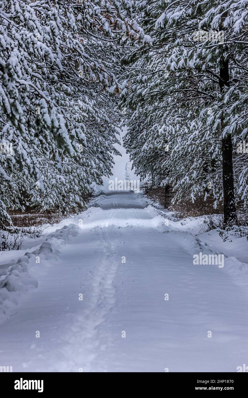 A snow covered lane going through a tunnel of trees near Rathdrum, Idaho. Stock Photo