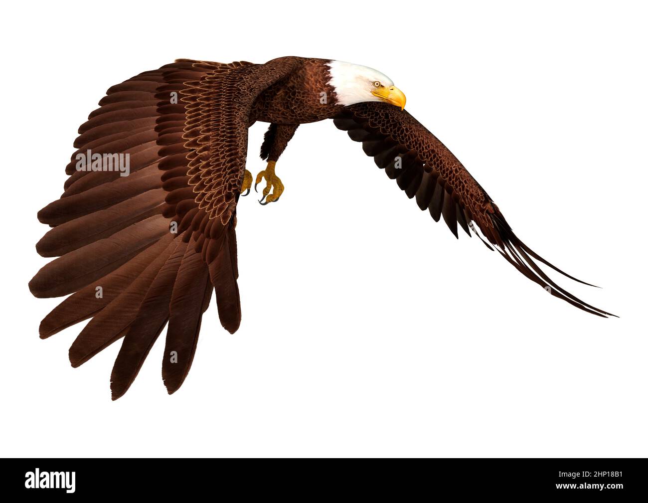 3D rendering of a bald eagle isolated on white background Stock Photo ...