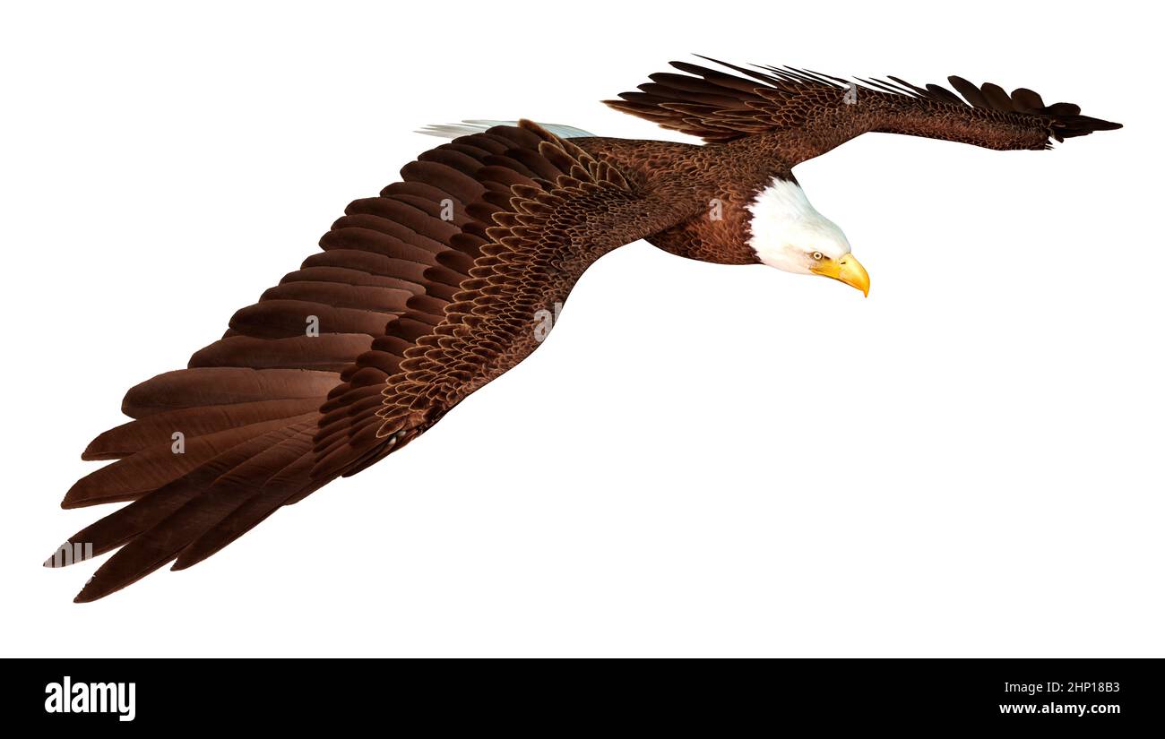 3D rendering of a bald eagle isolated on white background Stock Photo ...