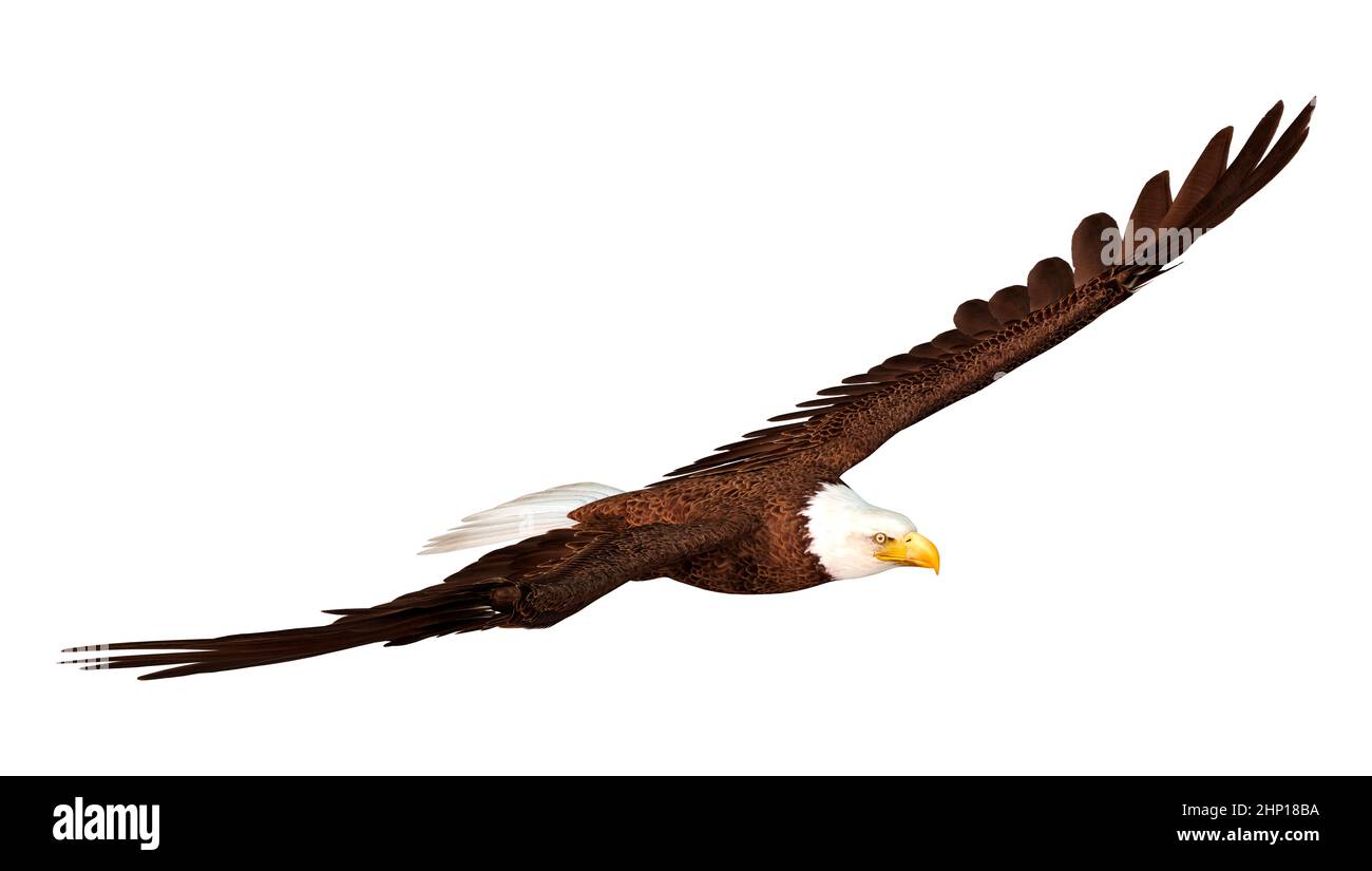 3D rendering of a bald eagle isolated on white background Stock Photo ...