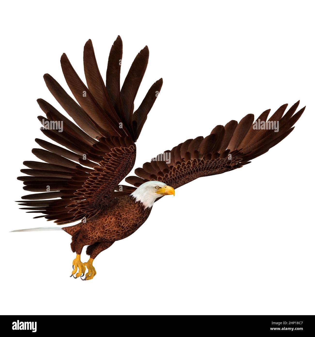3D rendering of a bald eagle isolated on white background Stock Photo ...