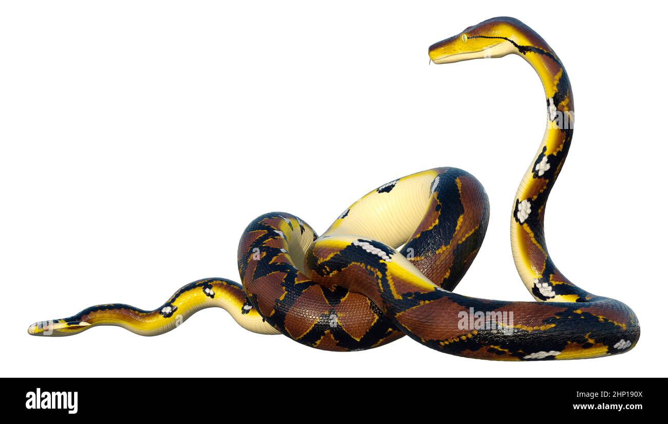 3D rendering of a Reticulated python or Python reticulatus, a species ...