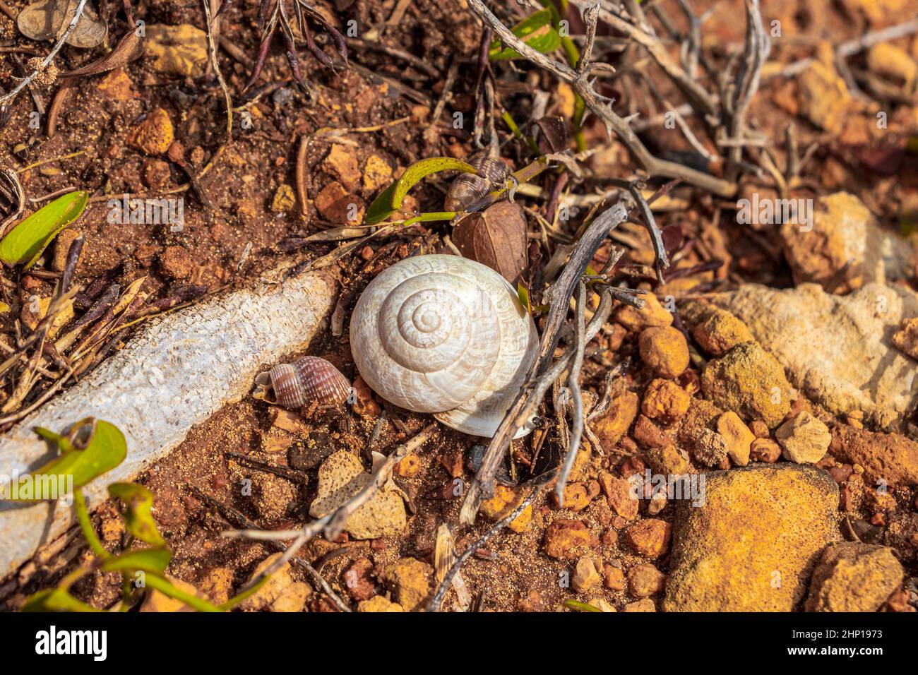 Small white clam on the ground in Mallorca Spain. Stock Photo