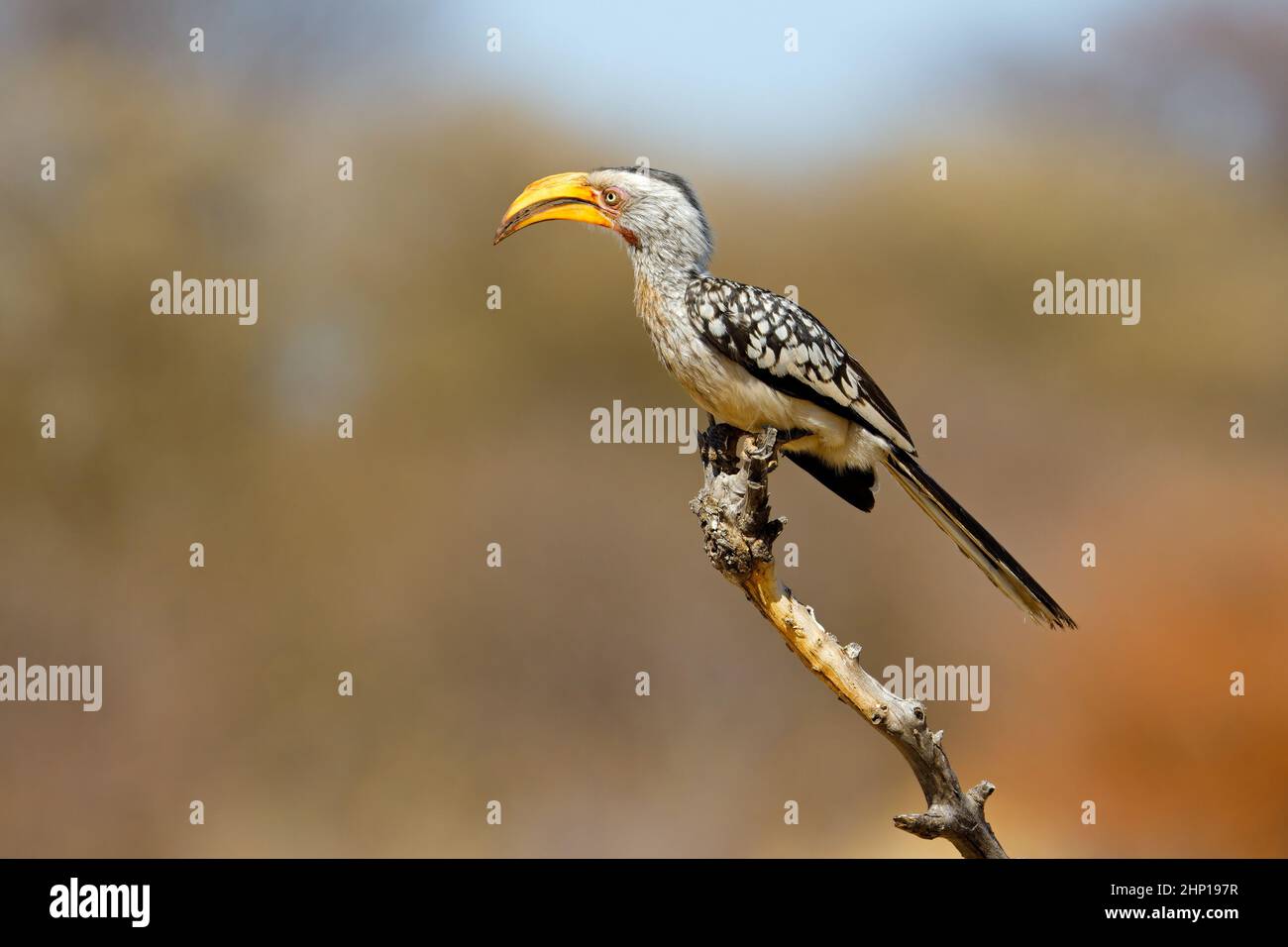 A yellow-billed hornbill (Tockus flavirostris) perched on a branch, South Africa Stock Photo