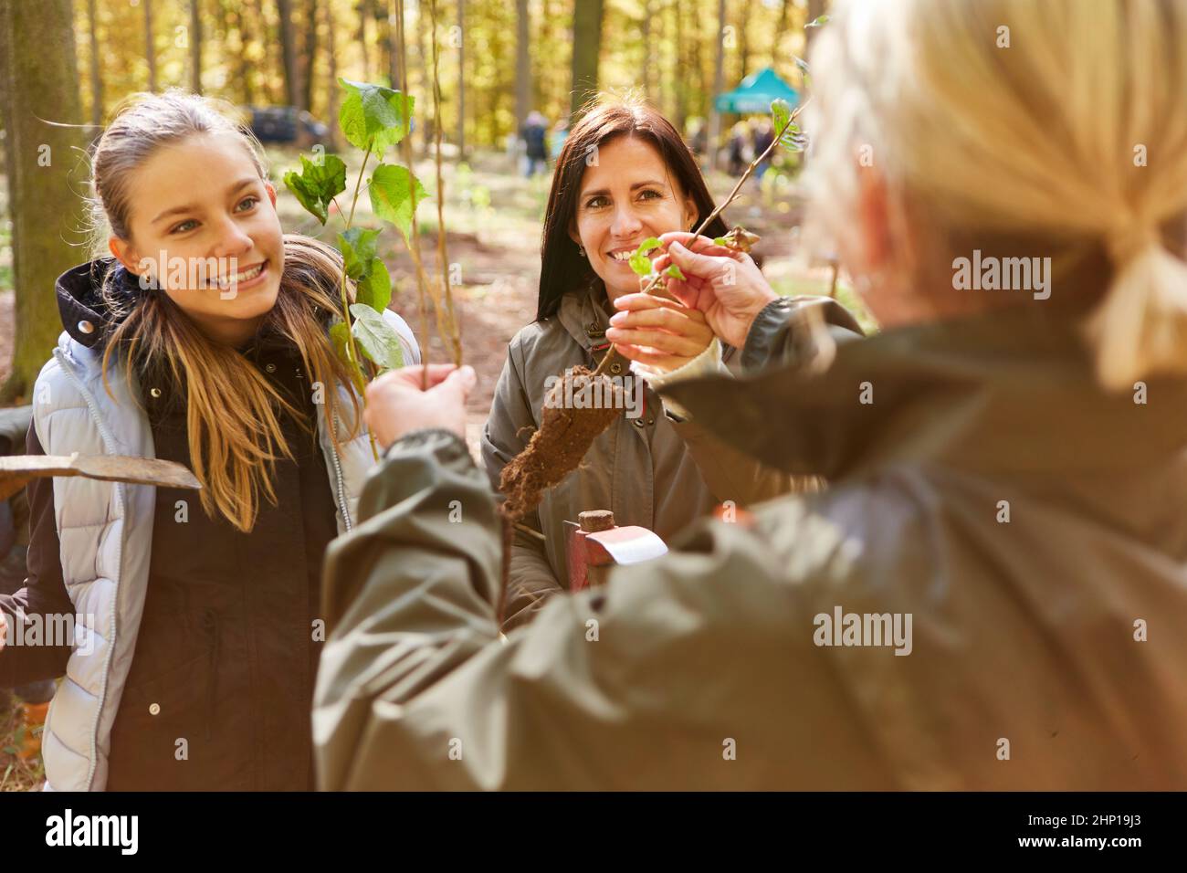 Selection of climate trees for ecological reforestation for climate protection and sustainability Stock Photo