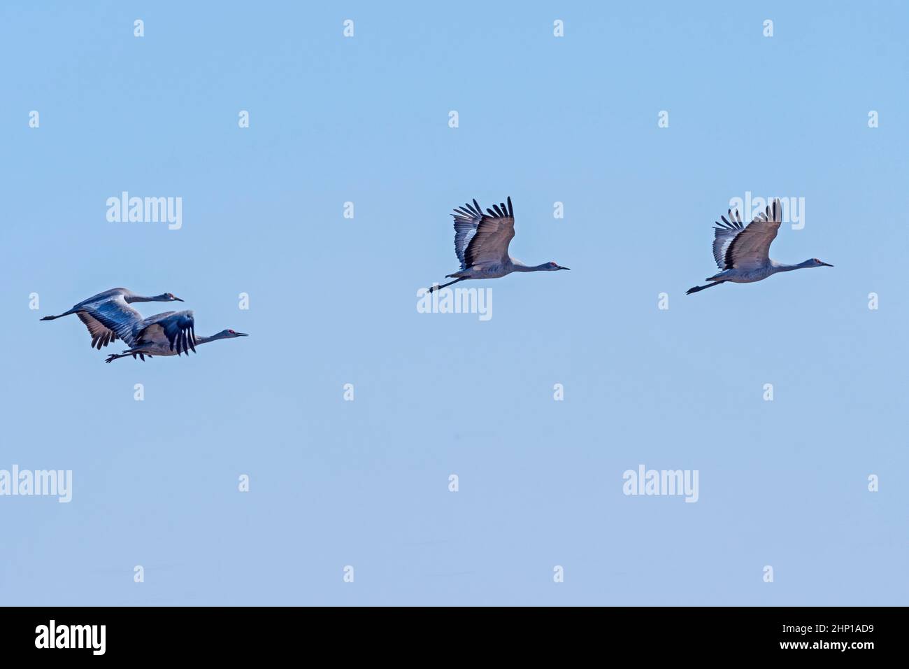 Graceful Cranes in Flight near Kearney, Nebraska Stock Photo
