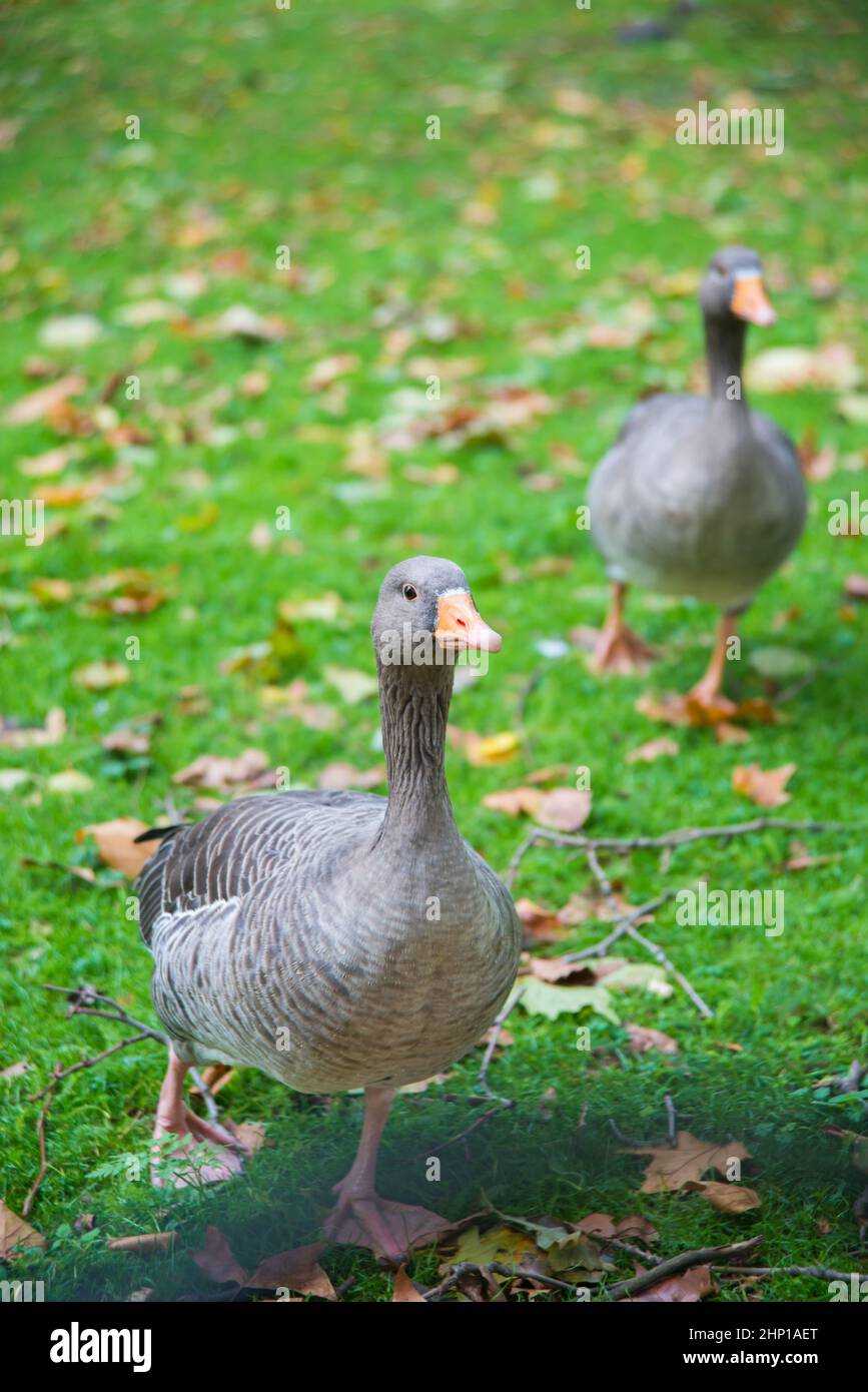 Two geese running on the grass. Public park in London. United Kingdom Stock Photo