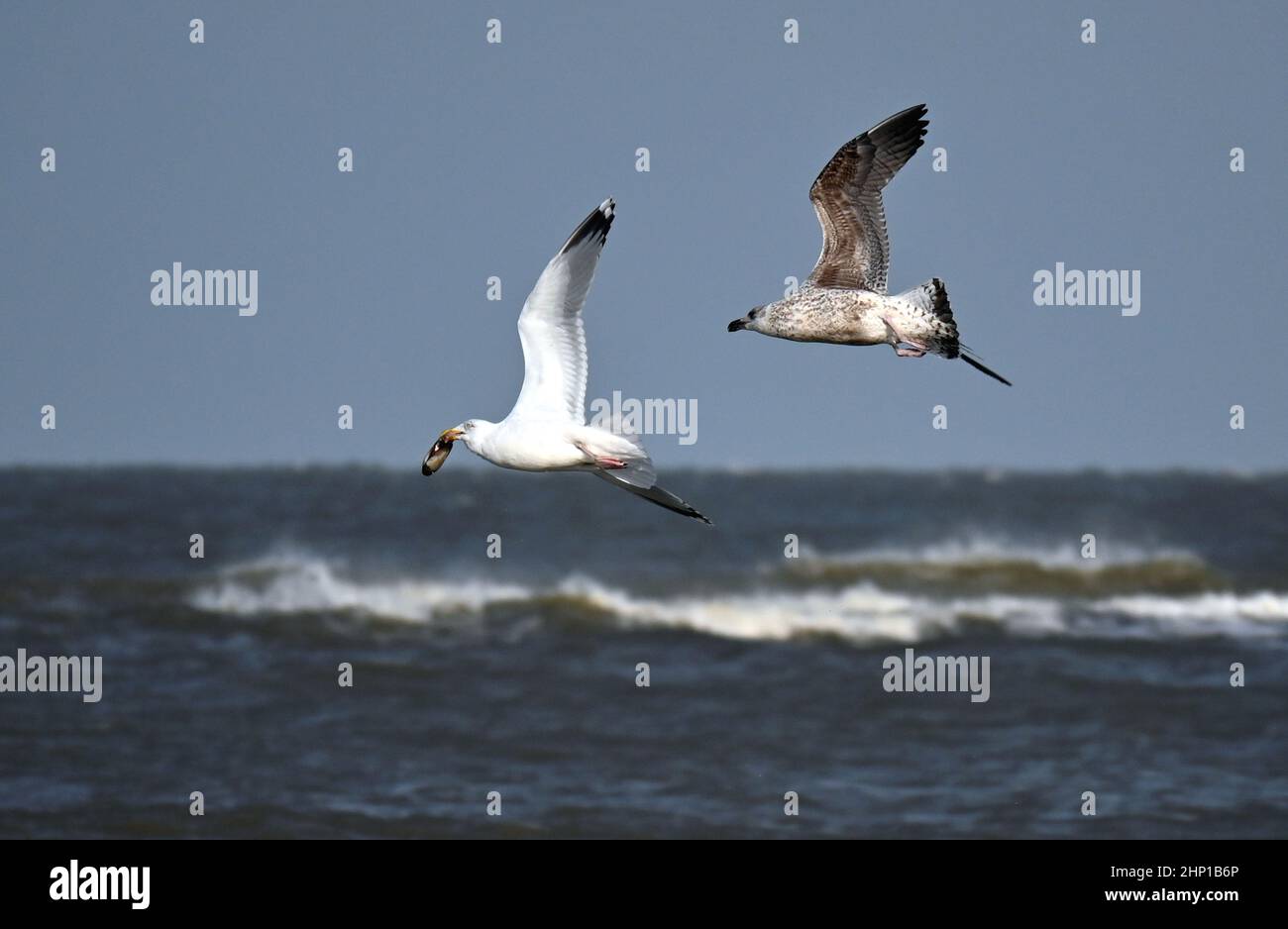 Two flying seagulls with shell on Langeoog Stock Photo