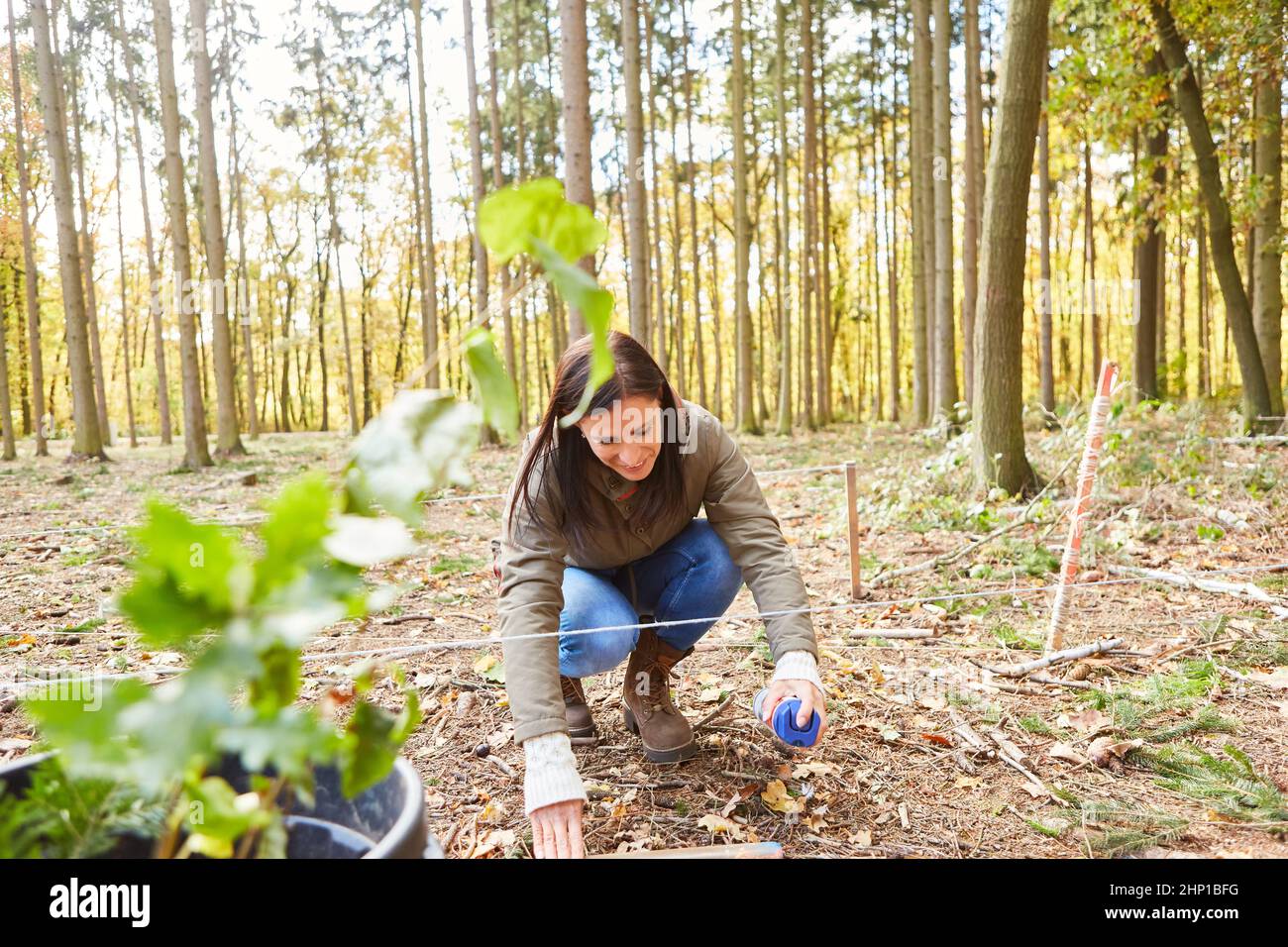 Woman with spray can marks tree stake for reforestation as new planting in forest Stock Photo